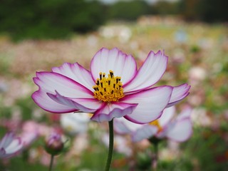 close up of cosmos picotee, white flower with bright rose-red colored edges