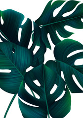 Poster - Tropical Banner with Realistic Monstera Leaves. Minimalist Jungle Bg. Exotic Background with Palm Leaves