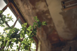 Fototapeta Dmuchawce - a green tree protruding through a broken window in an abandoned place