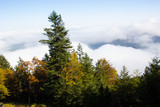Fototapeta Na ścianę - Herbstlich gefärbte Bäume im Nebel
