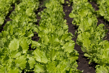 Leaves of young lettuce on the ground. Rows of stripes.