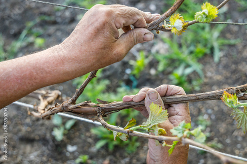 Cuadros en Lienzo Wrinkled hands of farmer hand hold a grape branch