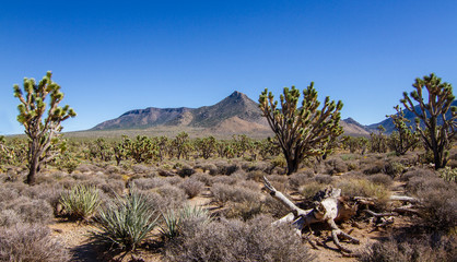 Sticker - Joshua tree