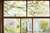 Closeup of modern white lace curtains with view through glass window on garden in spring or summer with sakura, cherry blossom flowers tree