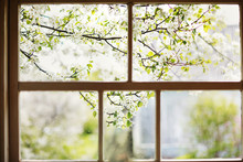 Closeup Of Modern White Lace Curtains With View Through Glass Window On Garden In Spring Or Summer With Sakura, Cherry Blossom Flowers Tree