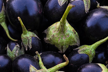 Fresh purple aubergine, bingal or egg plant used in cooking as vegetable, close-up shot can be use as background