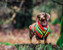 Dachshund Posing On Tree Stump In Forest