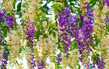 White And Purple Hanging Flowers For Wedding