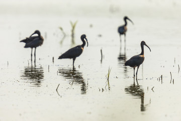 Poster - Glossy ibis group backlight