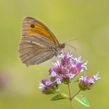 Dusky Meadow Brown Butterfly