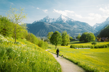 Wall Mural - idyllic landscape in the alps with blooming meadows in springtime