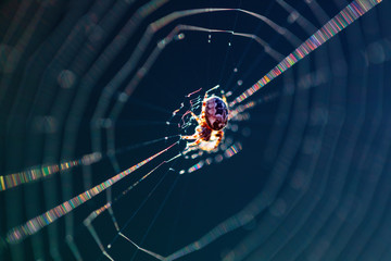 Wall Mural - The spider sits on the weaved web and waits for the victim. Close up, macro 