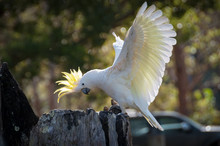 Beautiful Sulphur-crested Cockatoo Showing Off Its Yellow Crest And Wings
