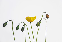 Yellow Poppy Flower With White Background 