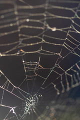 Wall Mural - Pattern of the thinnest circular web twisted by a spider for enticement of insects. Ready photo background. Macro.