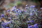 Fototapeta Na drzwi - Blue aster flowers.