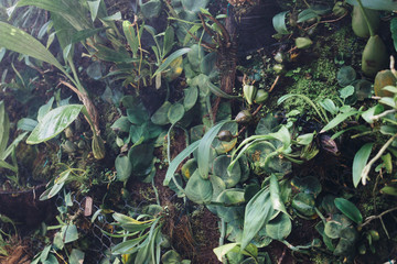 Green leaves background. Natural tropical background nature forest jungle foliage.
