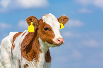 Portrait of newborn calf with blue sky