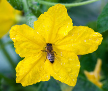 Bee Pollinating The Cucumber Flower