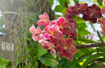 Pink vanda orchid on tree in the garden.