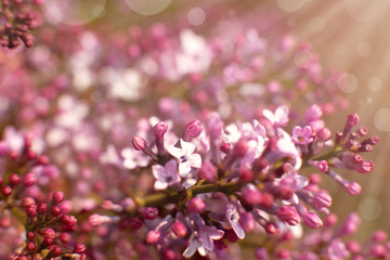 Wall Mural - Young branch of lilac on a blurred colorful background. Macro. Lilac flowers under the spring sun and glare. Flowers on a blurred background.