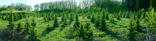 Panoramic View Of The Young Spruce Forest
