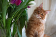 © vpavlyuk - Lovely ginger mainecoon kitten sitting near the tulips