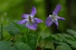 Fiołek wonny Viola odorata - fioletowy leśny kwiatek