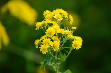 Wall Mural - yellow flowers