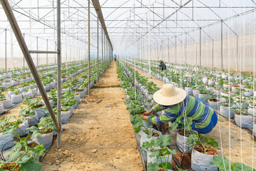 Farmers working on organic farms. Melon seedlings or cantaloupe