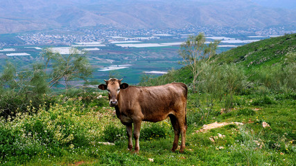 Brown cow on Jordan background