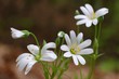 Gwiazdnica Stellaria - biały leśny kwiatek