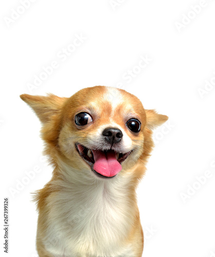 Cuadros en Lienzo Chihuahua dog, a brown male on a white background