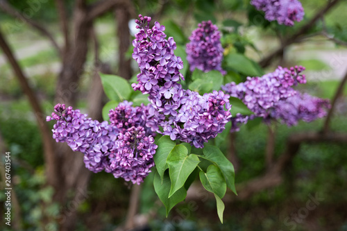 Syringa Vulgaris Common Lilac Flowers Comprar Esta Foto De Stock Y Explorar Imagenes Similares En Adobe Stock Adobe Stock