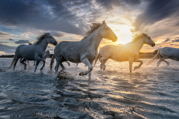 white horses in camargue, france.