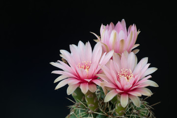 cactus in a pot on blackboard background, succulent plant