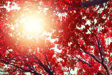 Oak Tree Branches With Red Leaves On Blue Sky And Bright Sunlight Background, Autumn Sunny Day Nature Artistic Image, Fall Season Forest, Autumnal Landscape, Red Trees Crowns In Sun Glow, Copy Space
