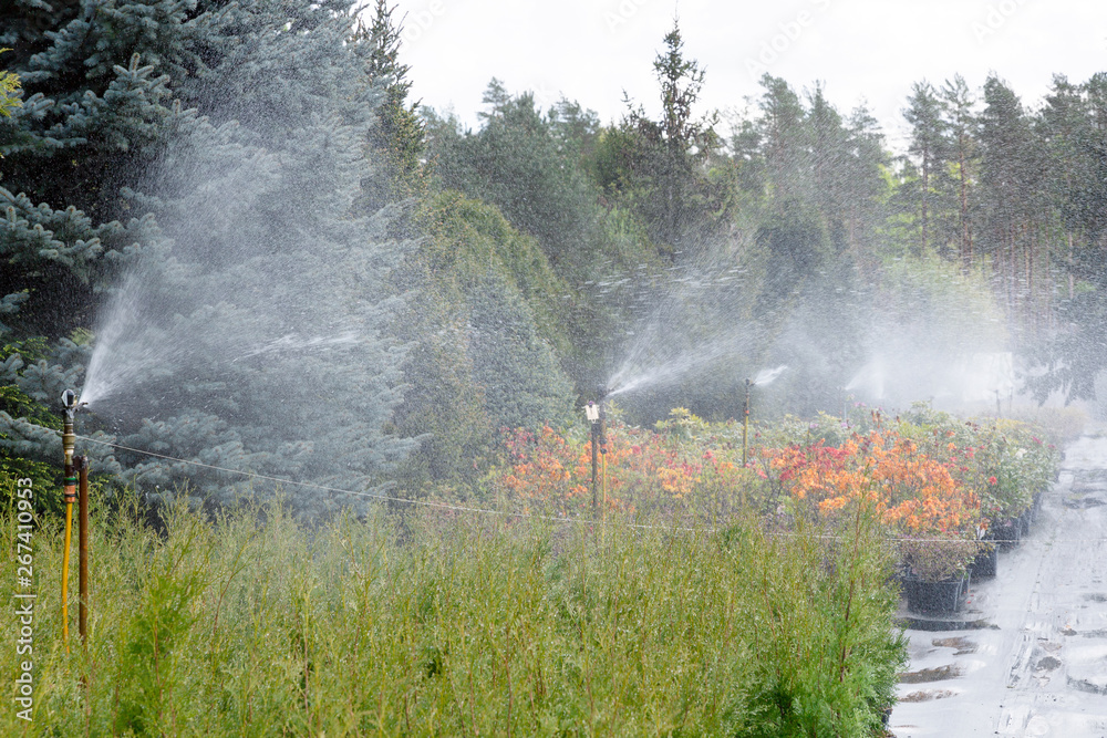 Water sprinkler system working on a garden nursery plantation. Water irrigation system - obrazy, fototapety, plakaty 