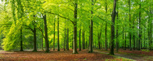 Bright Green Springtime In A Beech Forest, Epe, Veluwe, Gelderland, The Netherlands
