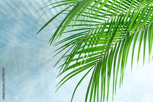 Dekoracja na wymiar  beautiful-palm-leaves-on-color-background-space-for-text-exotic-plant