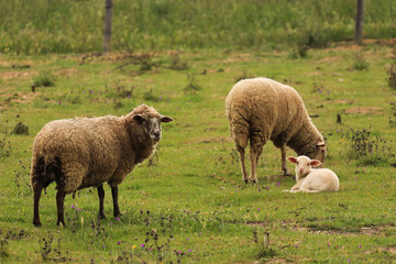 Small cute lamb gambolling in a meadow in a farm