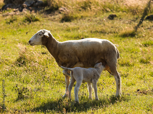 Download Small Cute Lamb Gambolling In A Meadow In A Farm Buy This Stock Desktop Wallpaper Get Wallpaper Small Cute Lamb Gambolling In A Meadow In A Farm Buy This Stock Desktop Wallpaper