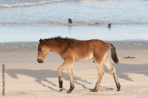 Wild Horses On The Northern End Of The Outer Banks On The