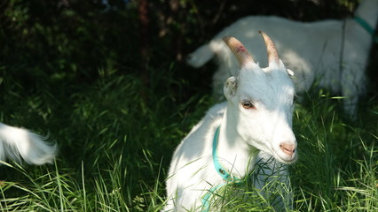 domestic goats on pasture grass and sunny day