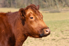 Close Up Of A Red Aberdeen Angus Cattle Head On Blurry Background