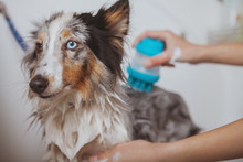 Cropped Close Up Of Adorable Blue Eyed Dog Enjoying Backrubs During Grooming At The Salon. Cute Puppy Being Washed In The Bathtub For Animals. Female Groomer Massaging Back Of Adorable Dog While Washi
