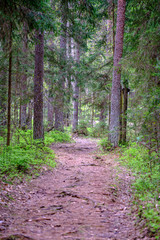 Fototapeta small narrow foot path in summer green forest