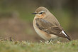 A stunning female Wheatear, Oenanthe oenanthe, hunting for insects to eat in the moorlands of Durham, UK. 