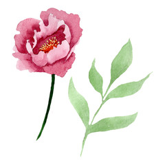 Wall Mural - Dark red peony floral botanical flowers. Watercolor background illustration set. Isolated peony illustration element.