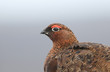 A head shot of a beautiful Red Grouse, Lagopus lagopus in the moors in the UK.